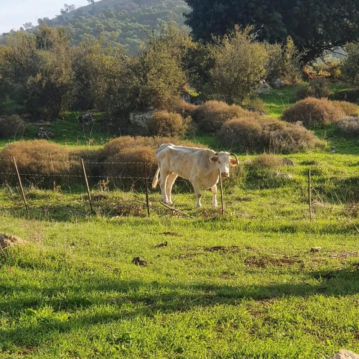 Villa זריחה למרגלות הגלבוע Nurit Exterior foto